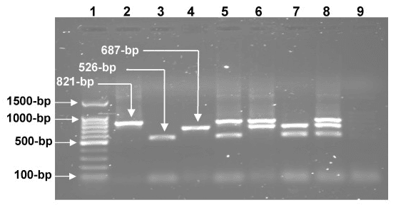 Simultaneous differential detection of Chlamydophila abortus, Chlamydophila pecorum and Coxiella burnetii from aborted ruminant's clinical samples using multiplex PCR - Image 3