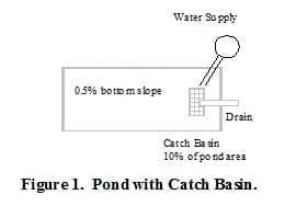 Culture of Freshwater Prawns in Ponds - Image 1
