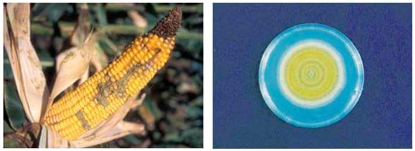 Aflatoxins in Corn - Image 1