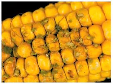 Aflatoxins in Corn - Image 3