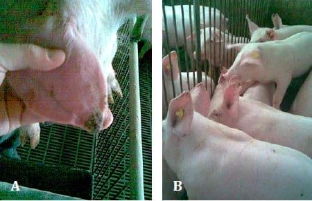 Ear necrosis syndrome in weaning pigs associated with PCV2 infection: A case report - Image 1