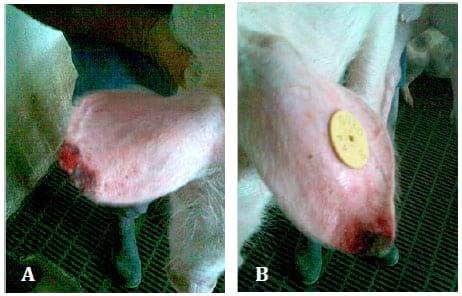Ear necrosis syndrome in weaning pigs associated with PCV2 infection: A case report - Image 2
