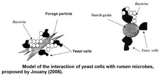 Benefits of Saccharomyces cerevisiae as a feed additive in ruminants - Image 1