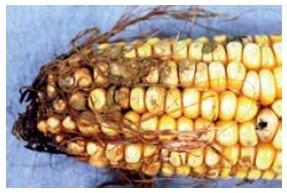 Aflatoxin M1 in Milk - Image 2