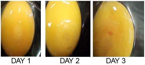 Development of a chick in the Egg - Image 1