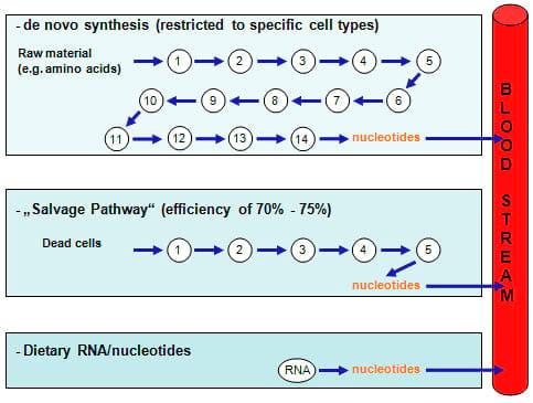 Nucleotides – non-essential nutrients turn essential - Image 1