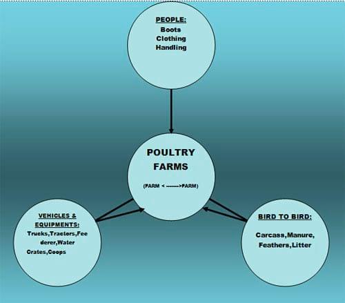 Biosecurity for poultry farms - Image 3