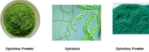 The Multifunctional Dietary Properties of Spirulina and its use in Aquaculture - Image 1