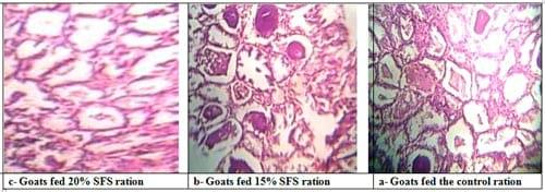 Effect of Dietary Inclusion of Whole Sunflower Seeds on Feeding Lactating Zaraibi Goats: II. On Milk Production and Composition as well as Mammary Gland Histology and Economic Efficiency - Image 8