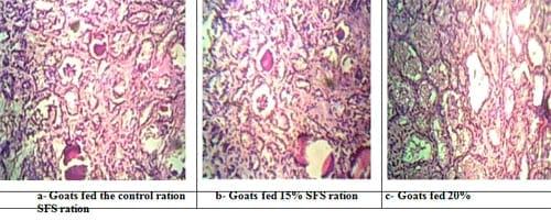 Effect of Dietary Inclusion of Whole Sunflower Seeds on Feeding Lactating Zaraibi Goats: II. On Milk Production and Composition as well as Mammary Gland Histology and Economic Efficiency - Image 10