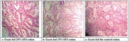 Effect of Dietary Inclusion of Whole Sunflower Seeds on Feeding Lactating Zaraibi Goats: II. On Milk Production and Composition as well as Mammary Gland Histology and Economic Efficiency - Image 9