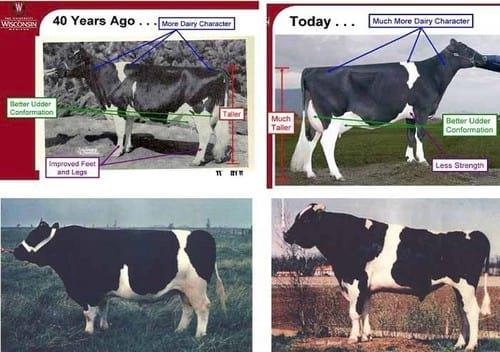 Reproductive Performance in High-producing Dairy Cows: Can We Sustain it Under Current Practice?-Part I - Image 13