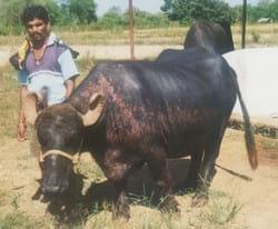 Homeopathic Treatment of Vitiligo in Buffaloes - Image 1
