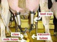 A Pocket Guide to Modern Milking Technique - Image 1
