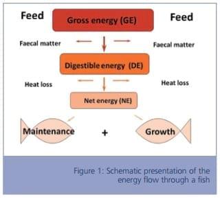 Bioenergetics - Application in Aquaculture Nutrition - Image 1