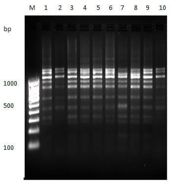 To evaluate genetic variation within and among the two different stocks of Catla catla in Orissa based on RAPD profiles - Image 2