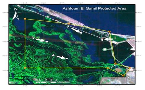 Bacteriological Status of Ashtoum El-Gamil Protected Area - Image 1