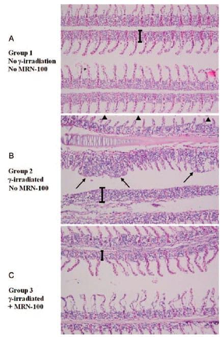 Protective effect of hydroferrate fluid, MRN-100, against lethality and hematopoietic tissue damage in y-radiated Nile tilapia, Oreochromis niloticus - Image 8