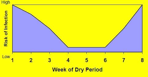 Managing the Dry Period for Milk Quality - Image 3
