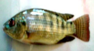 Medicinal herbs against aflatoxicosis by Nile tilapia (Oreochromis niloticus): Clinical, postmortem signs and liver histological patterns - Image 2