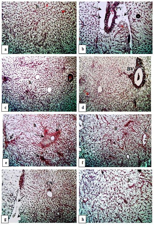 Medicinal herbs against aflatoxicosis by Nile tilapia (Oreochromis niloticus): Clinical, postmortem signs and liver histological patterns - Image 7