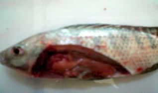 Medicinal herbs against aflatoxicosis by Nile tilapia (Oreochromis niloticus): Clinical, postmortem signs and liver histological patterns - Image 4