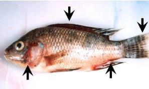 Medicinal herbs against aflatoxicosis by Nile tilapia (Oreochromis niloticus): Clinical, postmortem signs and liver histological patterns - Image 3