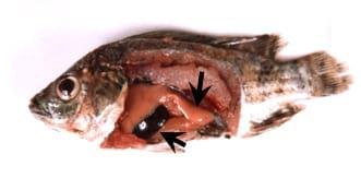 Medicinal herbs against aflatoxicosis by Nile tilapia (Oreochromis niloticus): Clinical, postmortem signs and liver histological patterns - Image 6