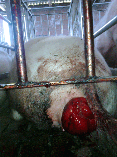 Rectal Prolapse in Pregnant Sows due to Stall Housing - Image 1