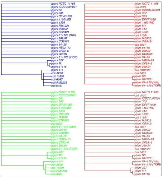 Analysis of evolutionary patterns of genes in Campylobacter jejuni and C. coli - Image 7