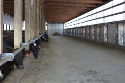 Cross-Ventilated Barns for Dairy Cows: New Building Design with Cow Comfort in Mind - Image 7