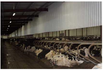 Cross-Ventilated Barns for Dairy Cows: New Building Design with Cow Comfort in Mind - Image 6