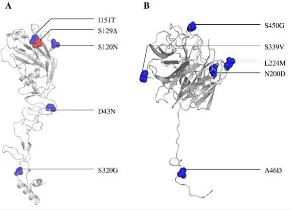Isolation of avian influenza H5N1 virus from vaccinated commercial layer flock in Egypt - Image 3