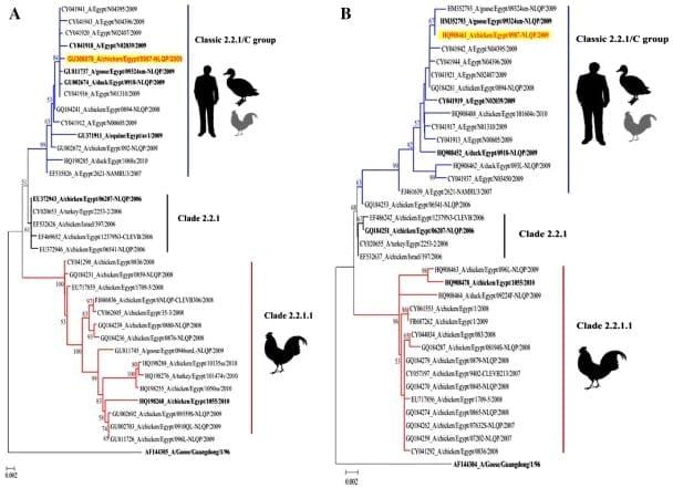 Isolation of avian influenza H5N1 virus from vaccinated commercial layer flock in Egypt - Image 1