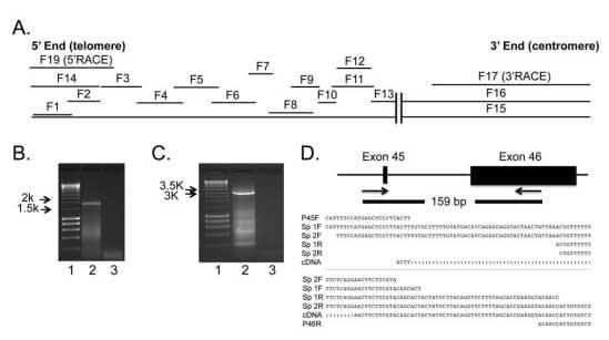 Cloning, Annotation and Developmental Expression of the Chicken Intestinal MUC2 Gene - Image 3