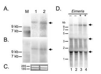 Cloning, Annotation and Developmental Expression of the Chicken Intestinal MUC2 Gene - Image 6