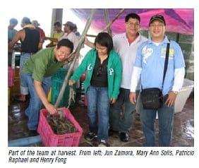 A successful production of black tiger shrimp in the Philippines - Image 1