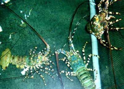 Spiny Lobster Farming in Vietnam and the Role of Probiotics during Production - Image 3