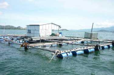 Spiny Lobster Farming in Vietnam and the Role of Probiotics during Production - Image 6