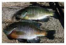 Bluegill Sunfish Production in Missouri - Image 1