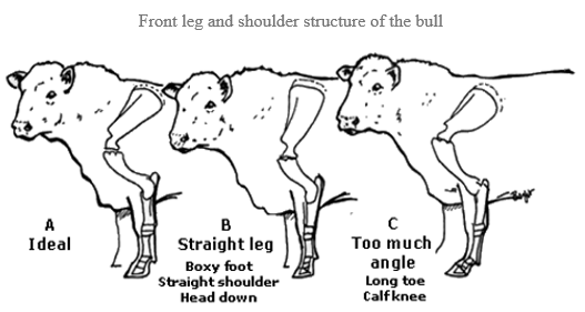 Selection of Dairy Bull - Image 1