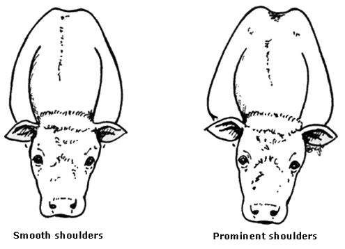 Selection of Dairy Bull - Image 2
