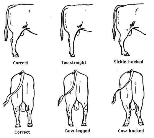 Selection of Dairy Bull - Image 7