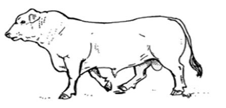 Selection of Dairy Bull - Image 6