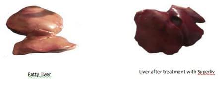 Efficacy of Polyherbal Superliv Liquid for ameliorating CCl4 induced Fatty Liver and Kidney Syndrome in broilers - Image 3