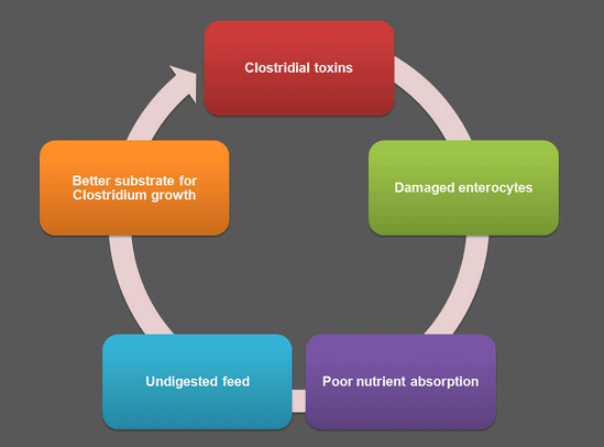 The vicious cycle of necrotic enteritis in layers - Image 2