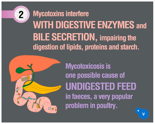 Why mycotoxins make you lose the money invested in feed? - Image 3