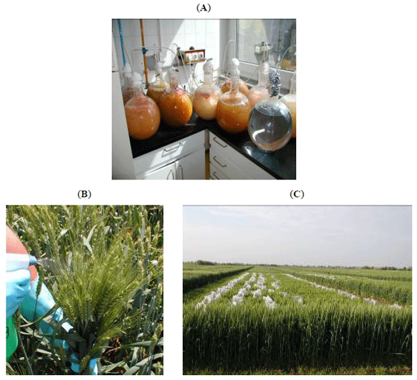 Role of Fungicides, Application of Nozzle Types, and the Resistance Level of Wheat Varieties in the Control of Fusarium Head Blight and Deoxynivalenol - Image 5