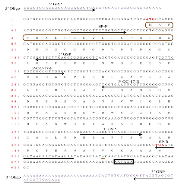 Integrating De Novo Transcriptome Assembly and Cloning to Obtain Chicken Ovocleidin-17 Full-Length cDNA - Image 2