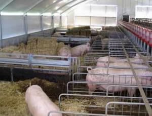 Mixing Sows – How to Maximise Welfare - Image 3
